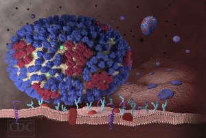 influenza-virus-nolabels
