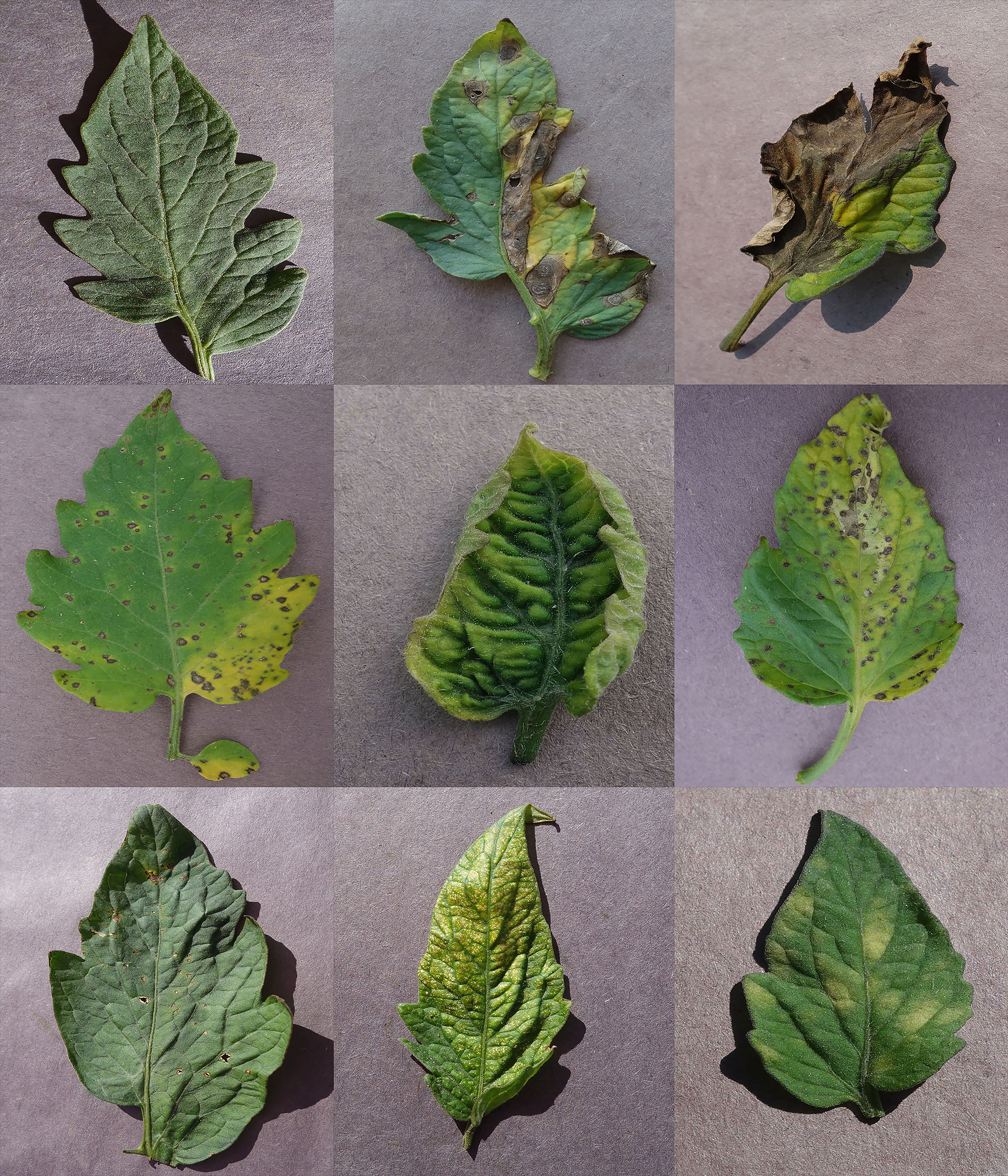 Diseased plants composite_small