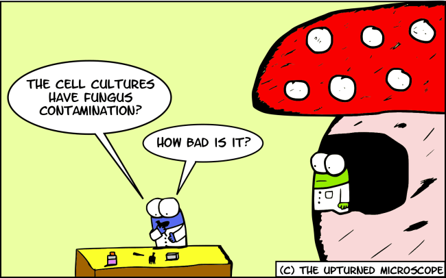 fungus
